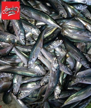 cá nục