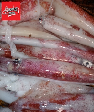 mực ống tươi ngon