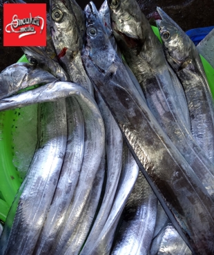 cá hố