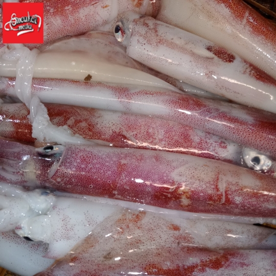 mực ống tươi ngon