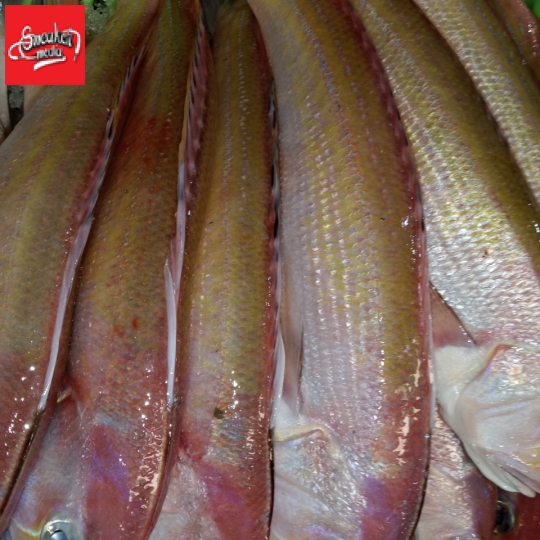 cá nhiểu
