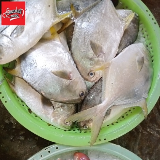 cá Chim loại 1